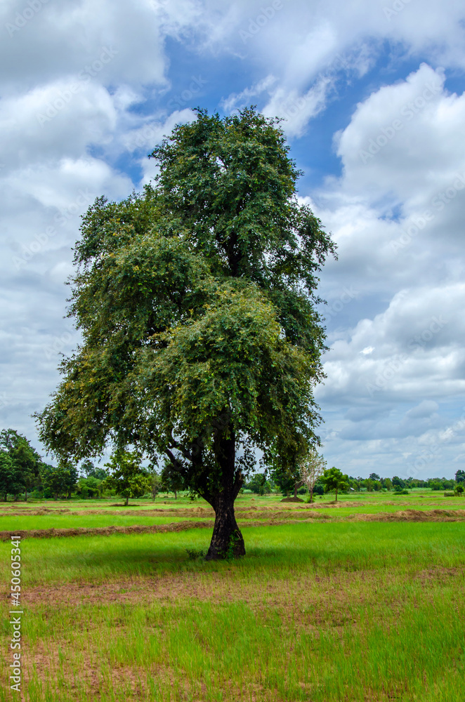 Green tree with cloud and sky outdoor Green tree with cloud and sky outdoor