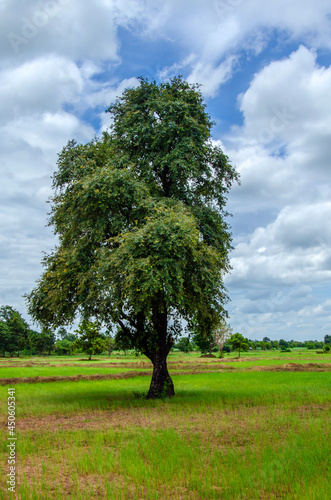 Green tree with cloud and sky outdoor