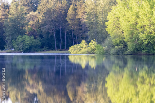 dence tree line on the edge of a lake