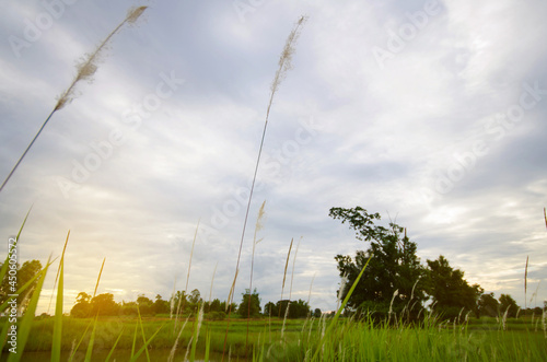 Nature landscape and soft warm light sunset in paddy field evening
