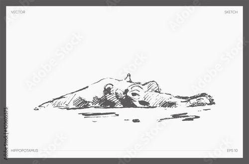 High detail hand drawn vector hippopotamus sketch