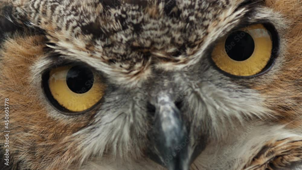 Great horned owl eyes blinking extremely slowly