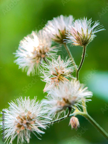 wild cotton flower in the daytime