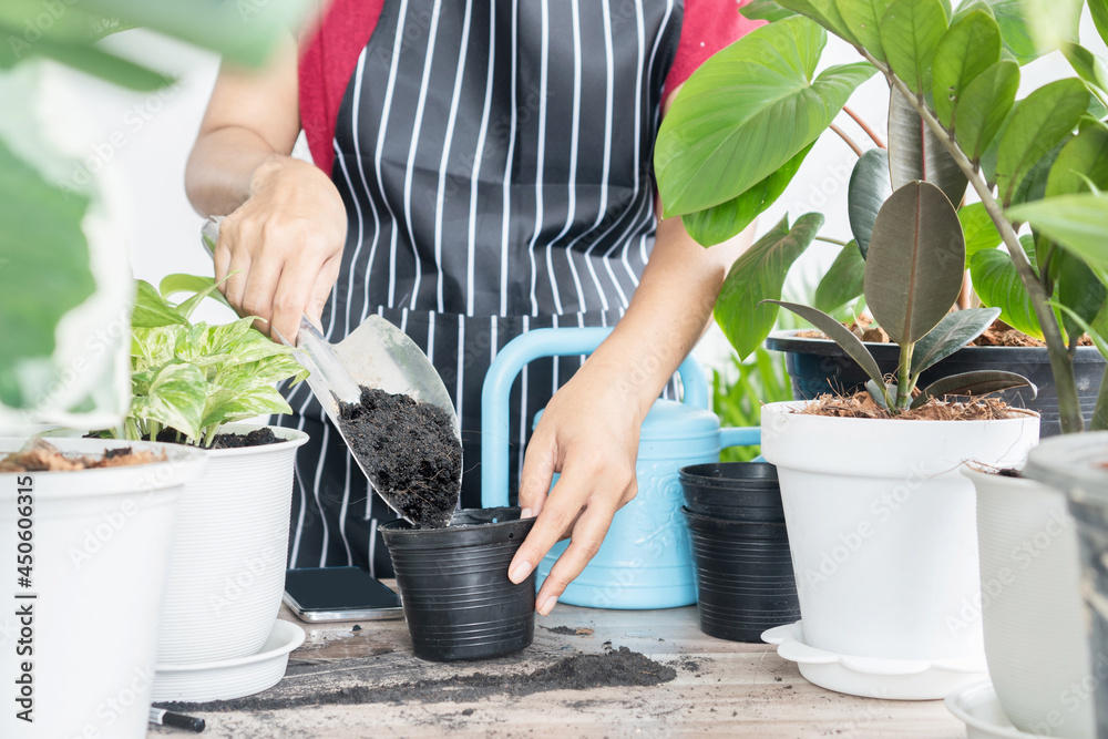 woman hand putting soil in a pot preparing to plant , female planting plants, flower indoors , hobby and leisure concept