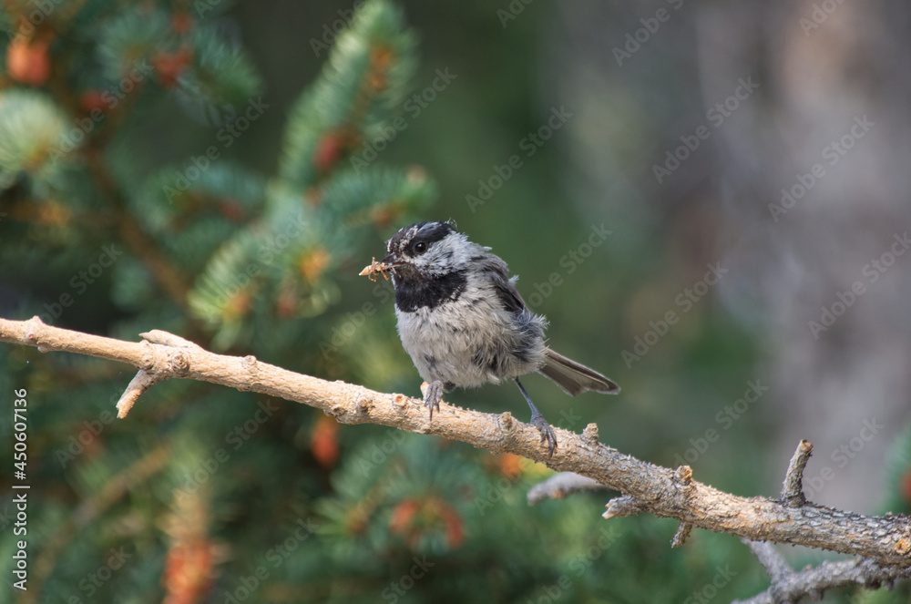 Naklejka premium A Mountain Chickadee with Breakfast