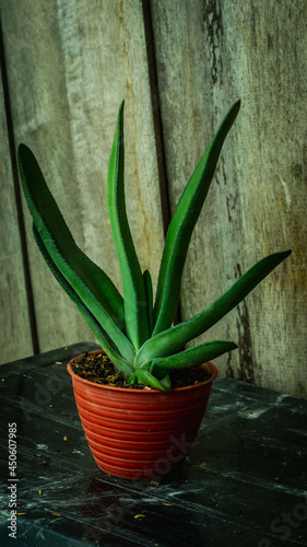 Beautiful green Gasteria with wooden background