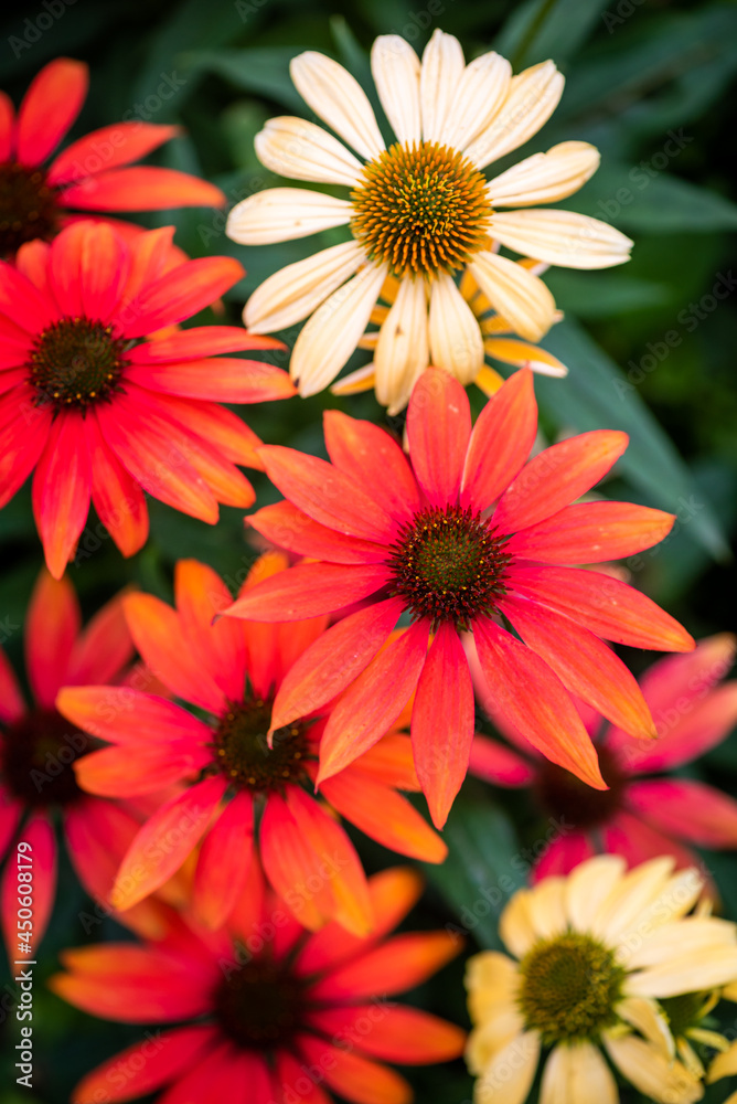 Echinacea purpurea Moench flowers close up in Chengdu, Sichuan province, China