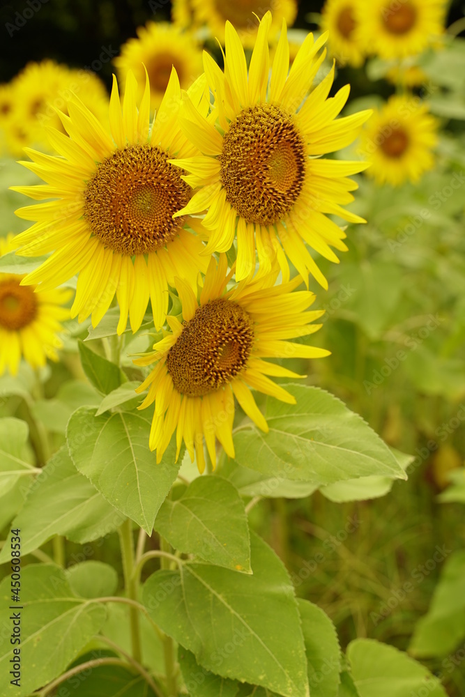 Many sunflowers are blooming under the blue sky in Japan in 2021. Many sunflowers are blooming under the blue sky in Japan in 2021.