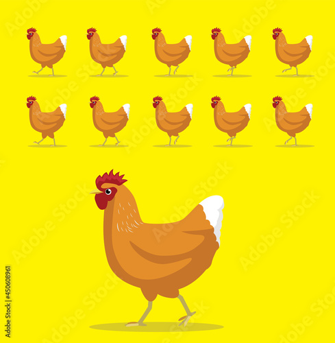 Animal Animation Sequence Golden Comet Hen Cartoon Vector