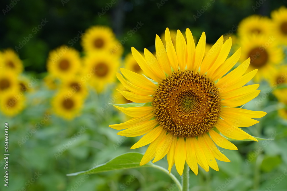 Many sunflowers are blooming under the blue sky in Japan in 2021.