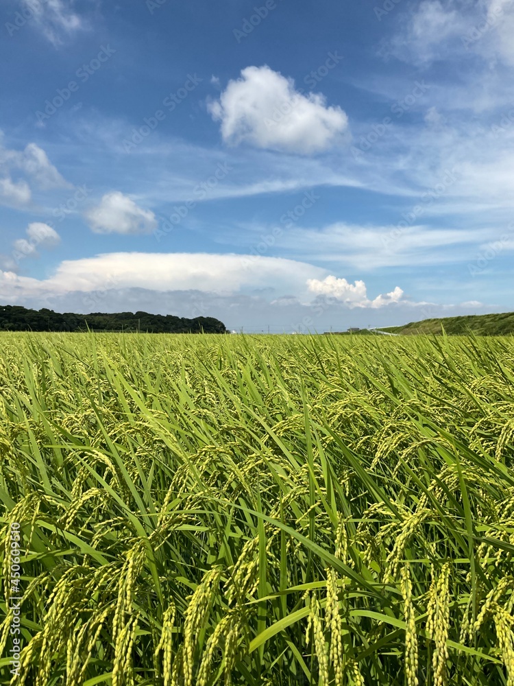 green field of wheat green field of wheat