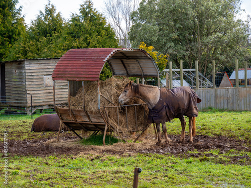 茶色い馬　牧場にて　草を食べている風景 © JumsiCat