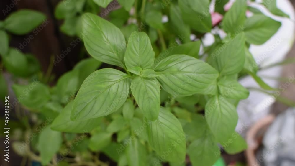 Basil in pot close up