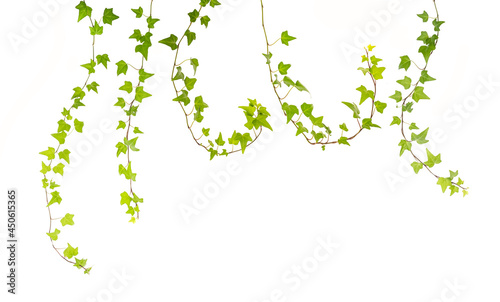 Fotografie, Obraz Ivy twig with small green leaves isolated on white