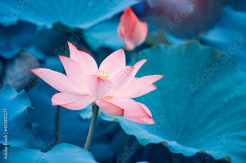 Beauty pink lotus or water lily is in closeup in lotus pond