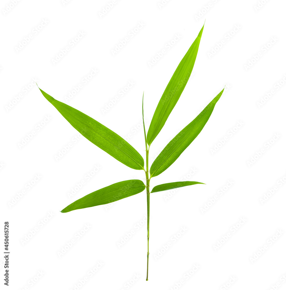 Fototapeta premium bamboo leaves isolated on white background