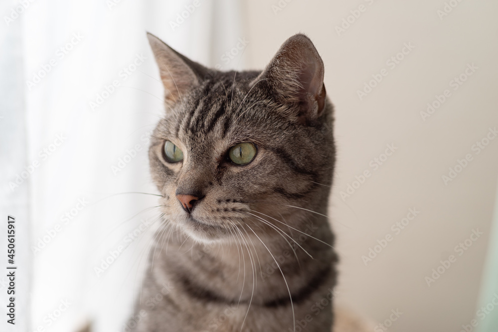 Fototapeta premium 見つめる猫 サバトラ猫