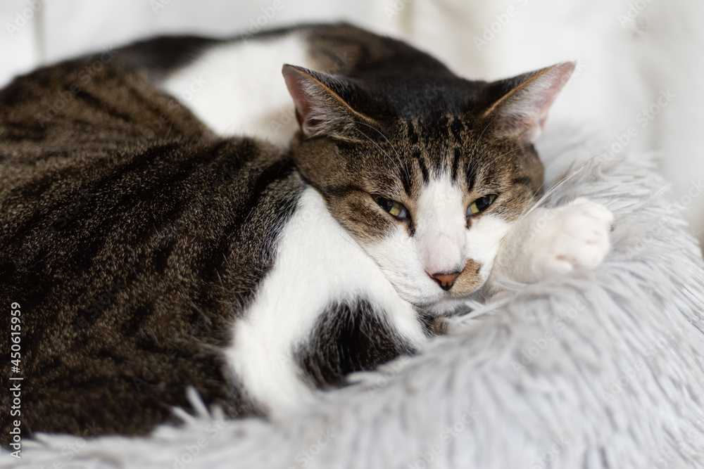 Fototapeta premium のんびり過ごす猫 キジトラ白