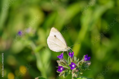 white cabbage butterfly sucks the nectar of a purple flower
