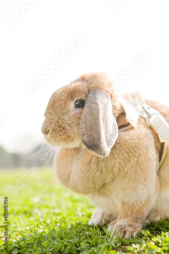 A brown bunny sitting on the grass