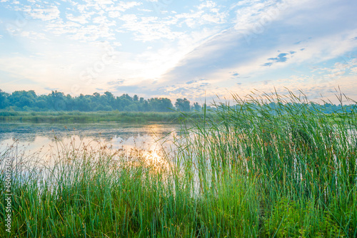 The edge of a lake with reed in wetland in bright blue sunlight at sunrise in summer  Almere  Flevoland  The Netherlands  August 12  2021