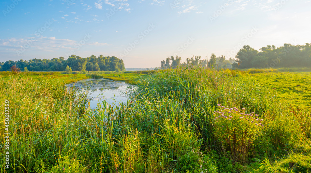 Fototapeta premium The edge of a lake with reed in wetland in bright blue sunlight at sunrise in summer, Almere, Flevoland, The Netherlands, August 12, 2021