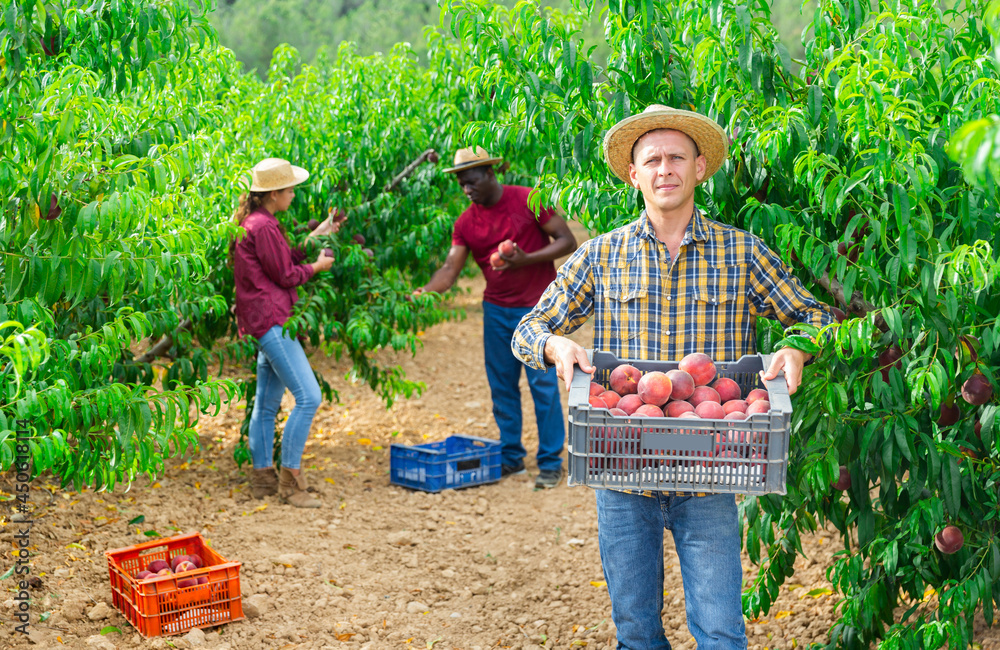 Fototapeta premium Portrait of positive worker with boxes of peaches in hands