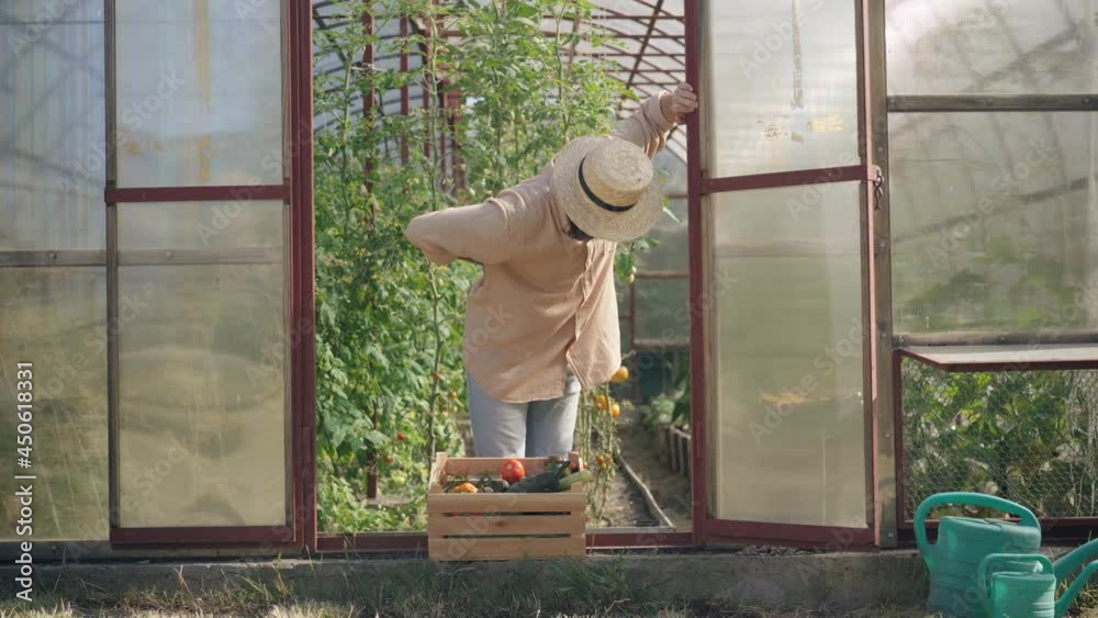 Overworked Caucasian male farmer raising wooden box with harvest suffering back pain. Portrait of tired young bearded man holding back sighing standing in greenhouse. Farming and health care