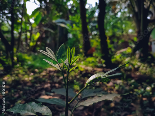 A small wild plant leaves close-up macro shot in the morning when sunlight fall on this leaf.