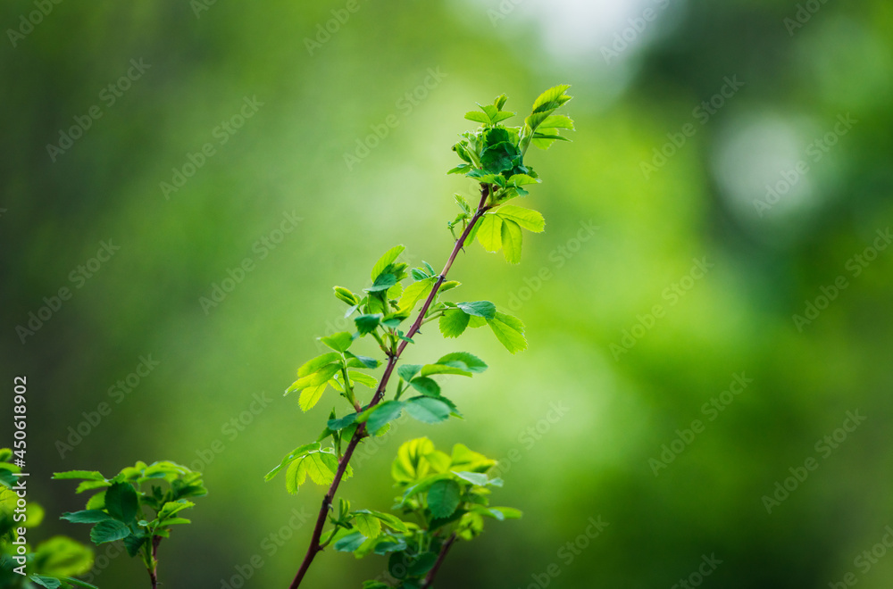 New leaves of dogrose bush. Selective focus. Shallow depth of field. New leaves of dogrose bush. Selective focus. Shallow depth of field.