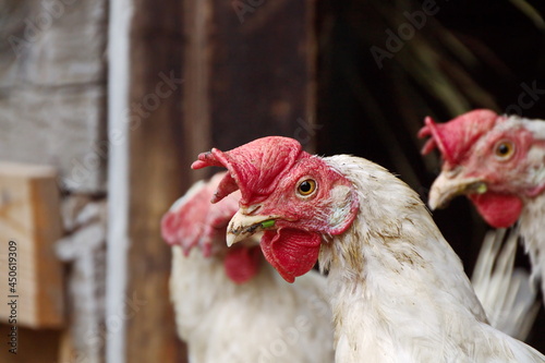 Portrait of a free-range laying hen.Close-up of a farm