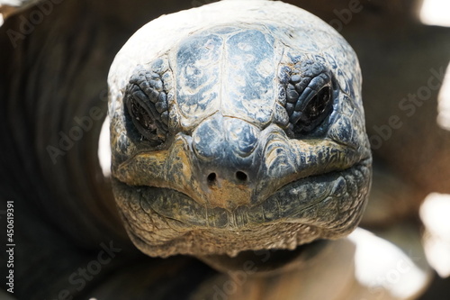 Cute giant tortoise face close-up © HayaYoshi