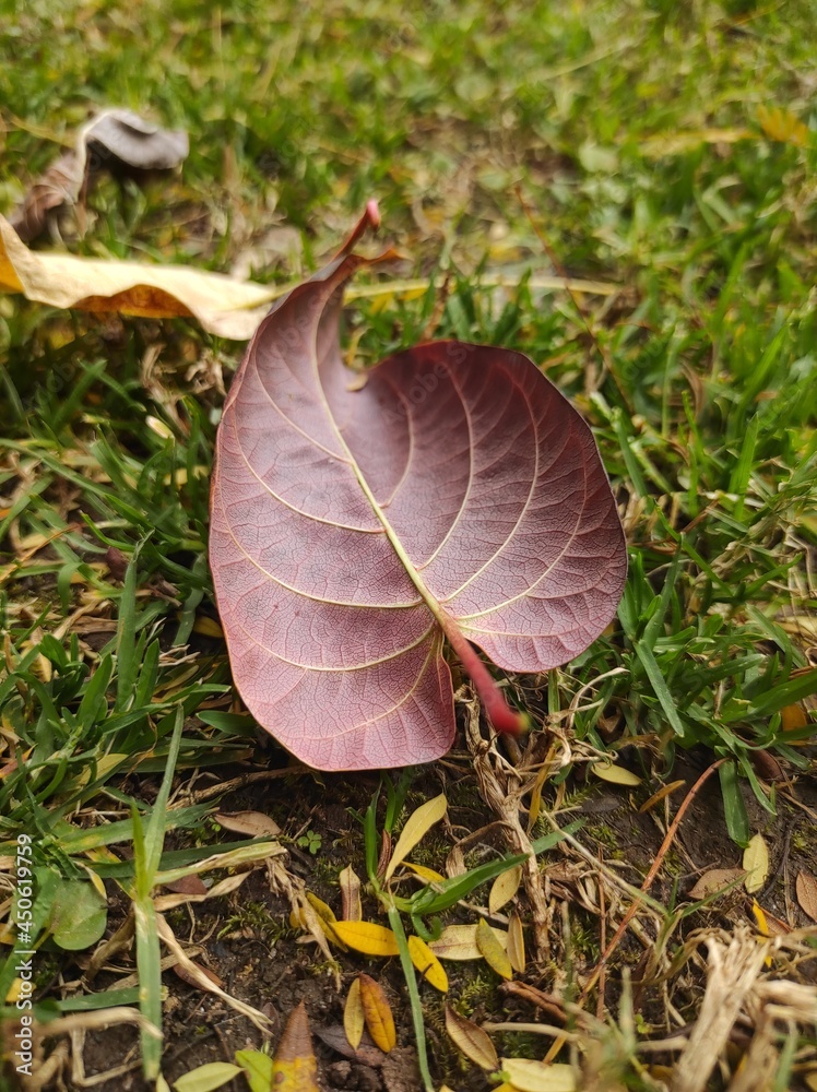 autumn leaves on the grass in garden autumn leaves on the grass in garden