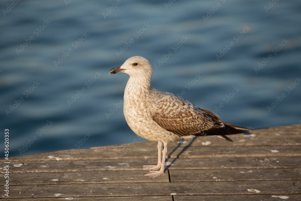 Seagull on timber decking Barcelona