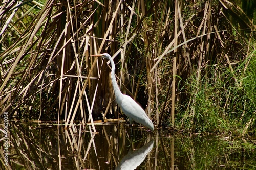 heron in the swamp