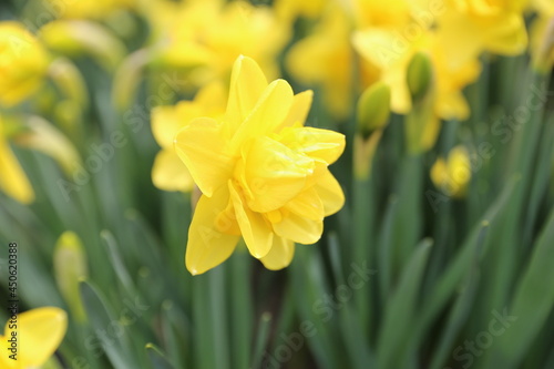 It is a bright yellow daffodil flower.