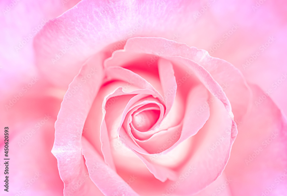 Botanical concept, wedding invitation card - Soft focus, abstract floral background, pink rose flower. Macro flowers backdrop for holiday brand design Botanical concept, wedding invitation card - Soft focus, abstract floral background, pink rose flower. Macro flowers backdrop for holiday brand design