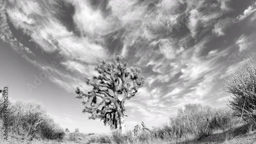Black and white Mojave Desert landscape time lapse with a Joshua tree in the foreground and silver, wispy cloudscape overhead photo