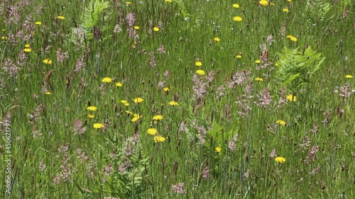 Wild flowers on the meadow -  California