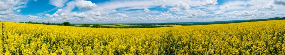 Panorama of yellow rapeseed valley. The mountains and the beautiful spring sky in the background Panorama of yellow rapeseed valley. The mountains and the beautiful spring sky in the background