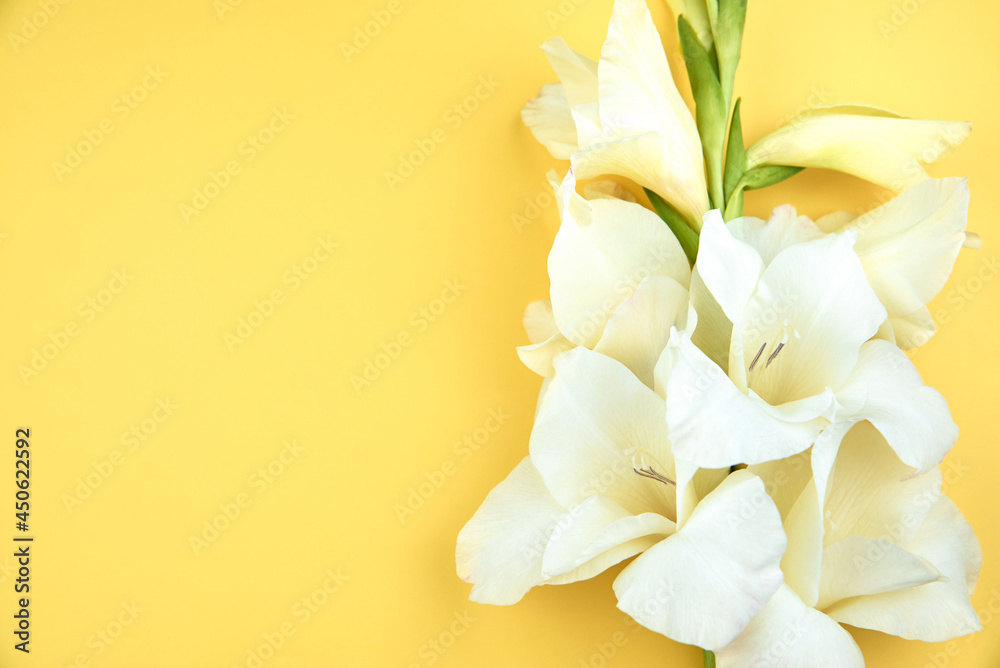 Fototapeta premium White delicate gladiolus flowers on a yellow background.