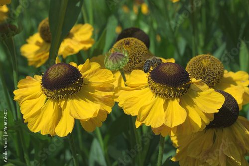 Blooming plants of Helenium autumnale, also known as common sneezeweed and large-flowered sneezeweed in the natural habitat. photo