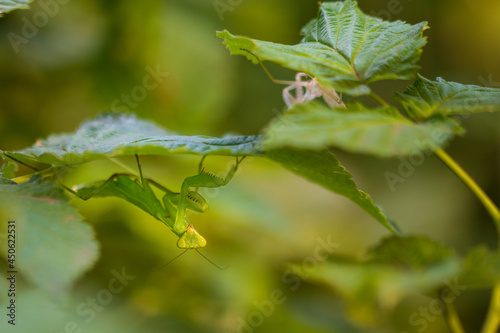 A large insect mantis sits on a raspberry bush. Close-up.
