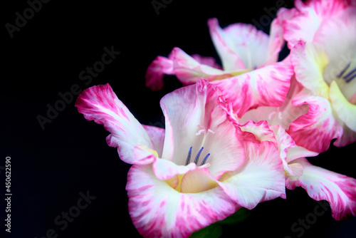 Fototapeta Naklejka Na Ścianę i Meble -  White-pink gladioli on a black background, close-up.