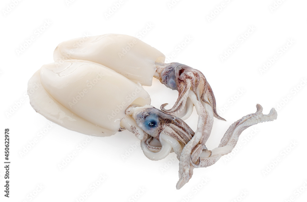 squid isolated on white background squid isolated on white background