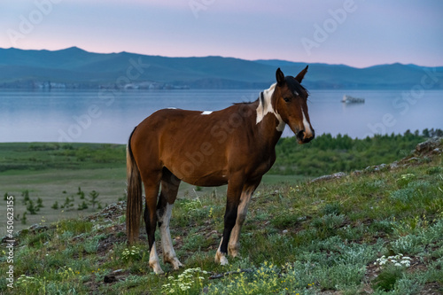 The horse stands on the mountain against the background of Lake Baikal © tilpich