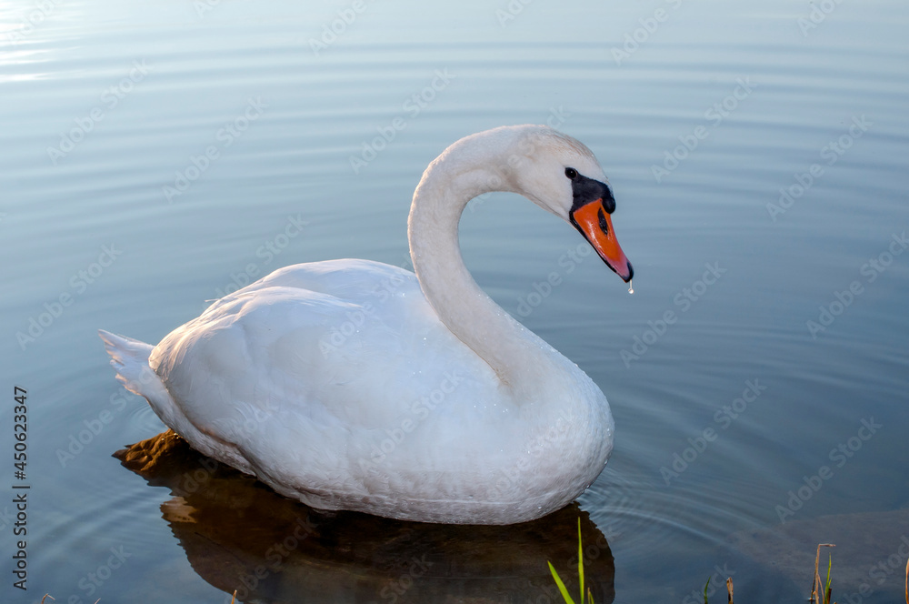 Obraz premium A white majestic swan floats in front of a wave of water. Young swan in the middle of the water. Drops on a wet head.