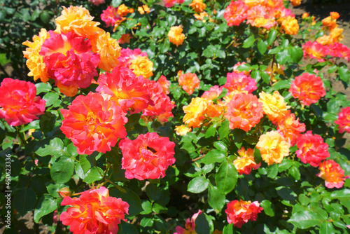 Roses Garden at Nagaoka City, Niigata Pref., Japan photo