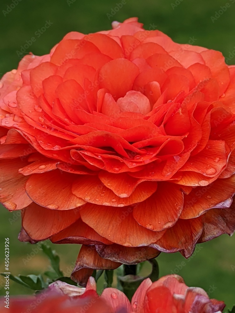 Orange Blossom Orange Blossom