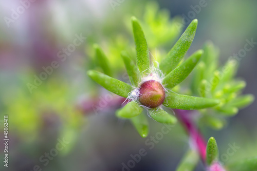 Small flower bud. Macro photography on a blurred background..Portúlaca olerácea photo